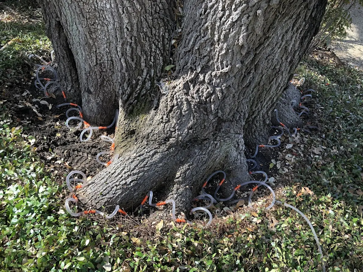 Detailed Tree Cabling and Bracing job site in Old Lyme