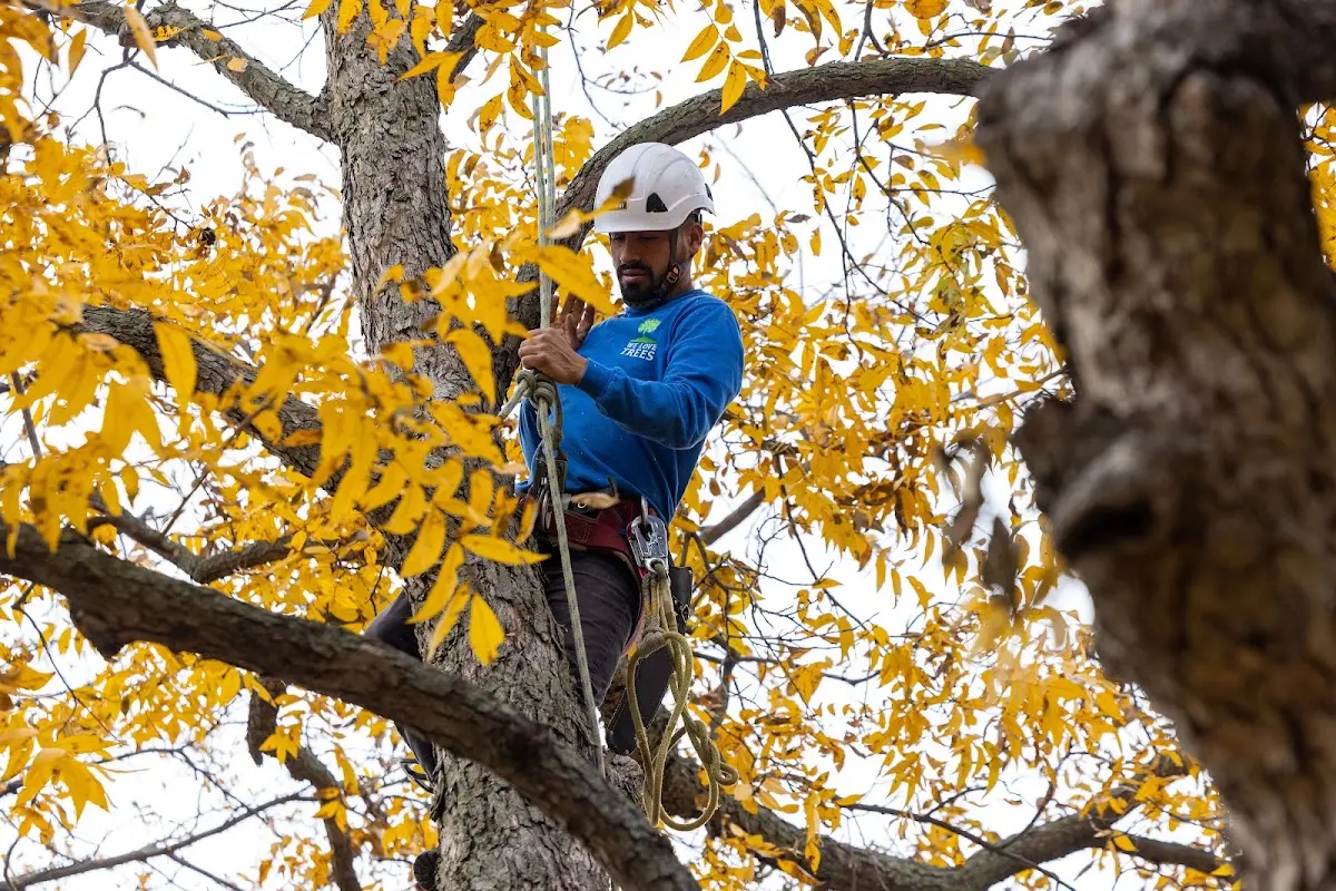 Skilled Storm Damage Cleanup crew working in Old Lyme