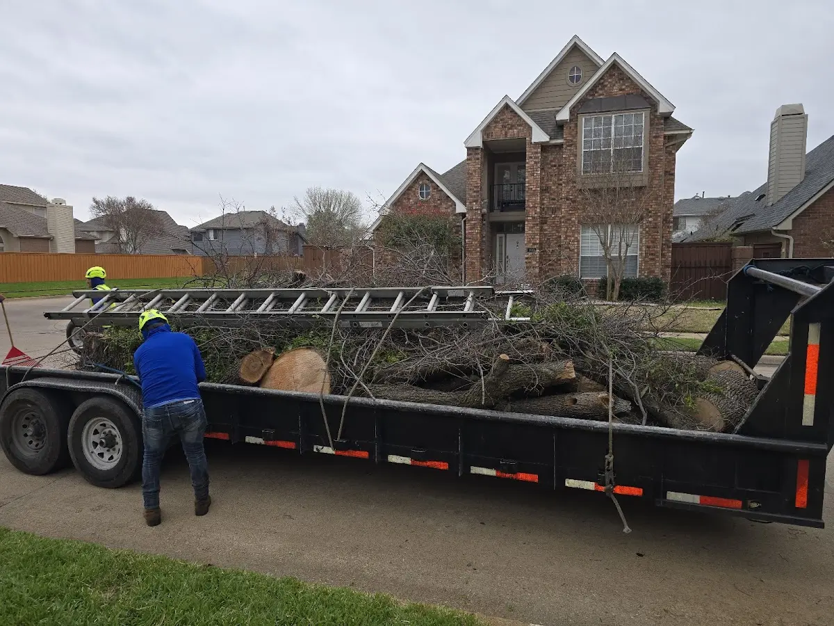 Expert Tree Pest Control with proper safety equipment in Old Lyme